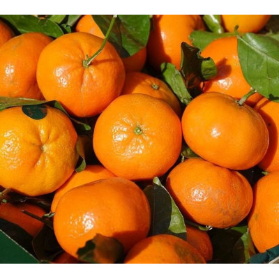 Caja de Mandarinas Ecológicas de Valencia