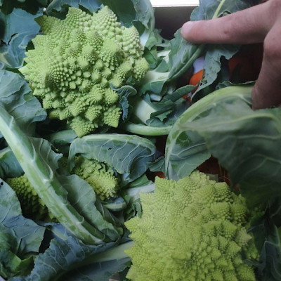 Cole Romanesco Cole Romanesco